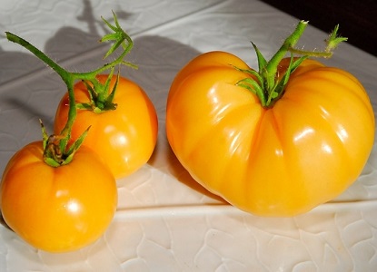 žluté odrůdy rajčat 1