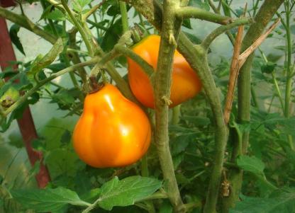 żółte pomidory odmiany 2