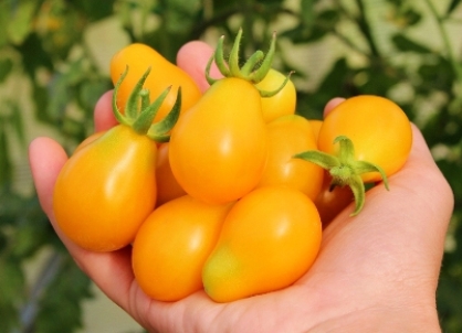 žlutá odrůda 3 rajčat