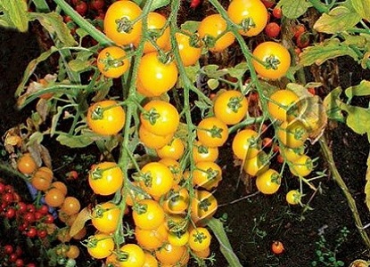 żółte pomidory odmiany 4