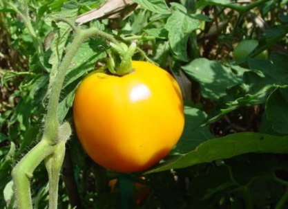 žlutá odrůda 6 rajčat