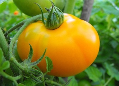 ósemka żółtych pomidorów