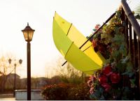 żółty parasol 2