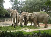 Дом слонов