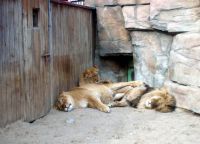 Зоопарка в Минск