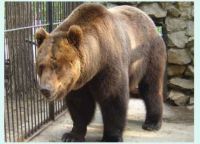 Медведь в сараевском зоопарке 