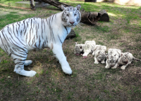 Белый тигр и тигрята в зоопарке
