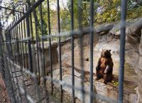 Бурый медведь в зоопарке Мендоса