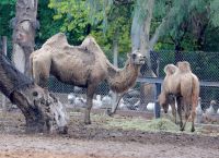 Верблюды в зоопарке